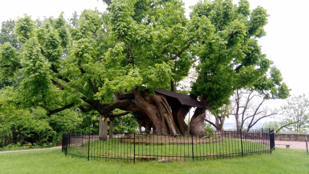 Sehr alter Lindenbaum, der durch allerlei Stützen gehalten wird.
